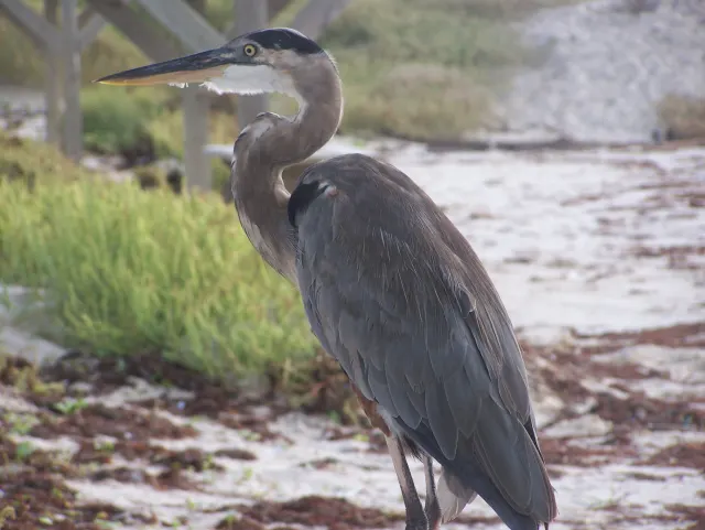 A great blue heron stands in profile on a sandy beach scattered with dried seaweed, with green plants behind it.