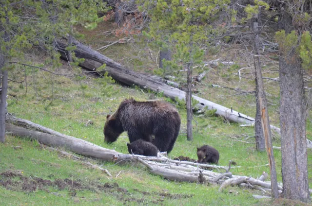 A grizzly bear grazes on a grassy forest slope with two small cubs beside her, near fallen logs and young pine trees.