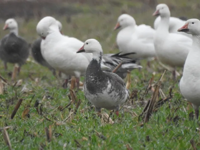 Snow Goose