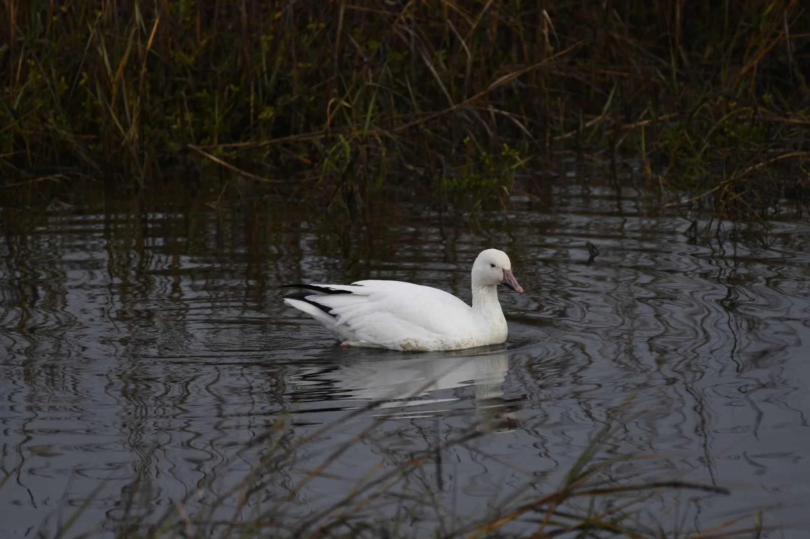Snow Goose