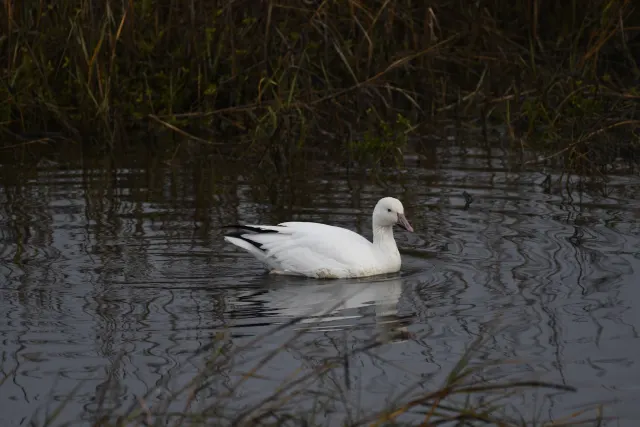 Snow Goose