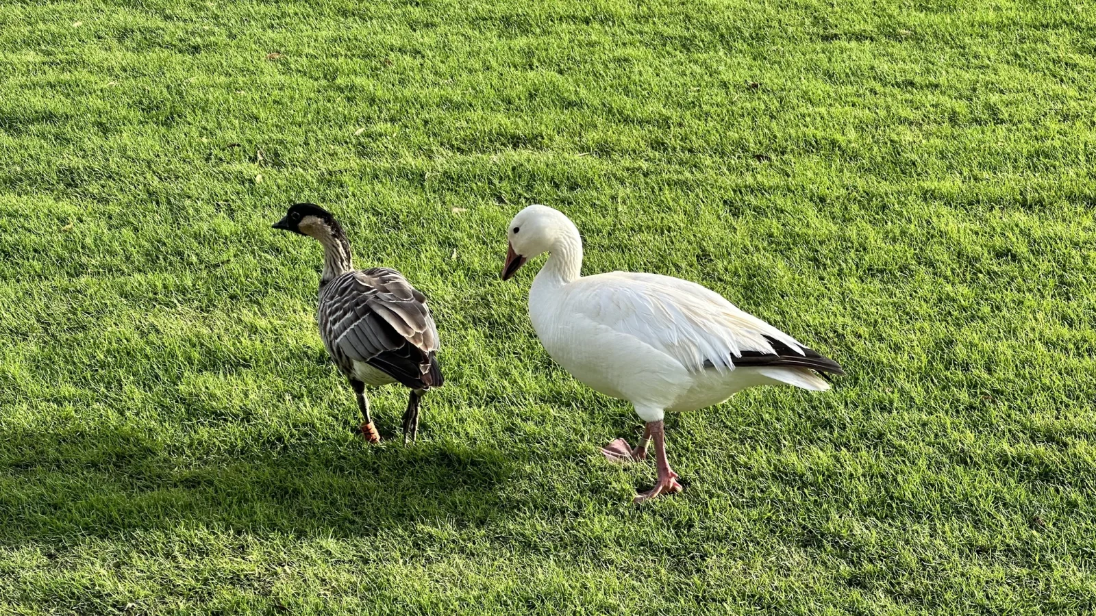 Snow Goose