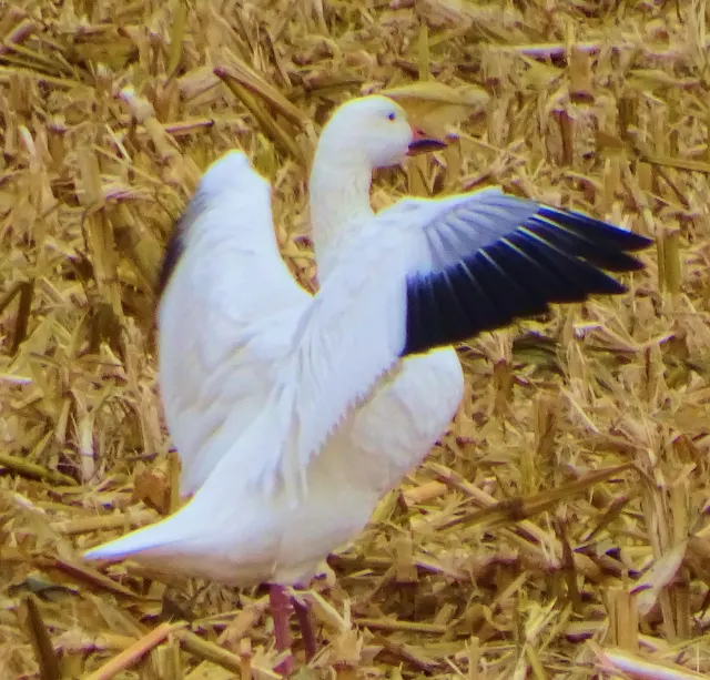 Snow Goose