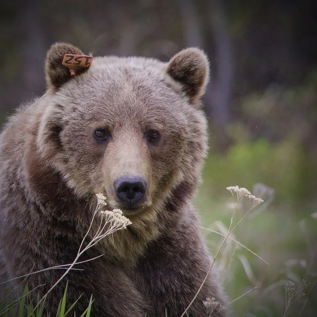 Grizzly Bear