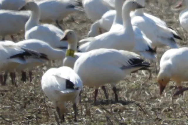 Greater Snow Goose