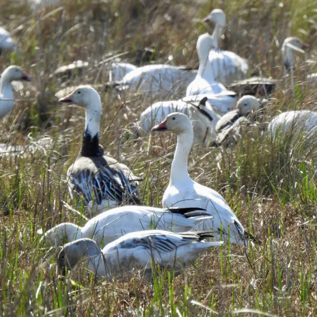 Snow Goose
