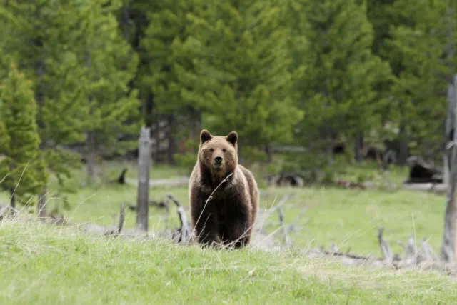 Grizzly Bear