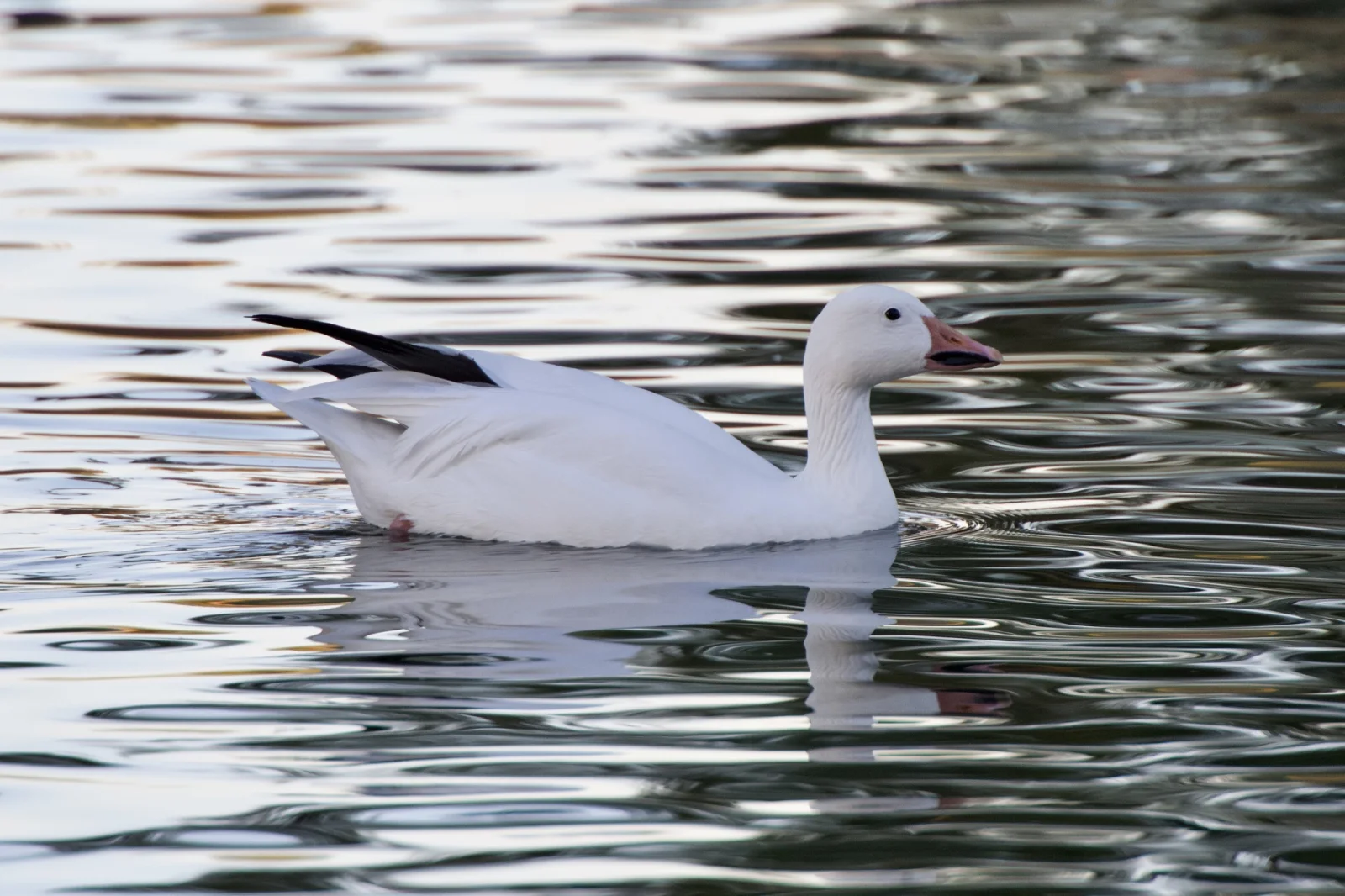 Snow Goose