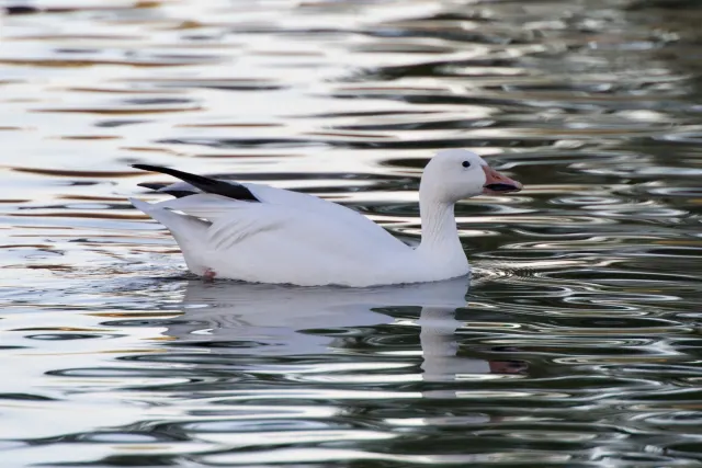 Snow Goose