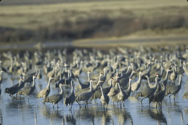 Sandhill Cranes