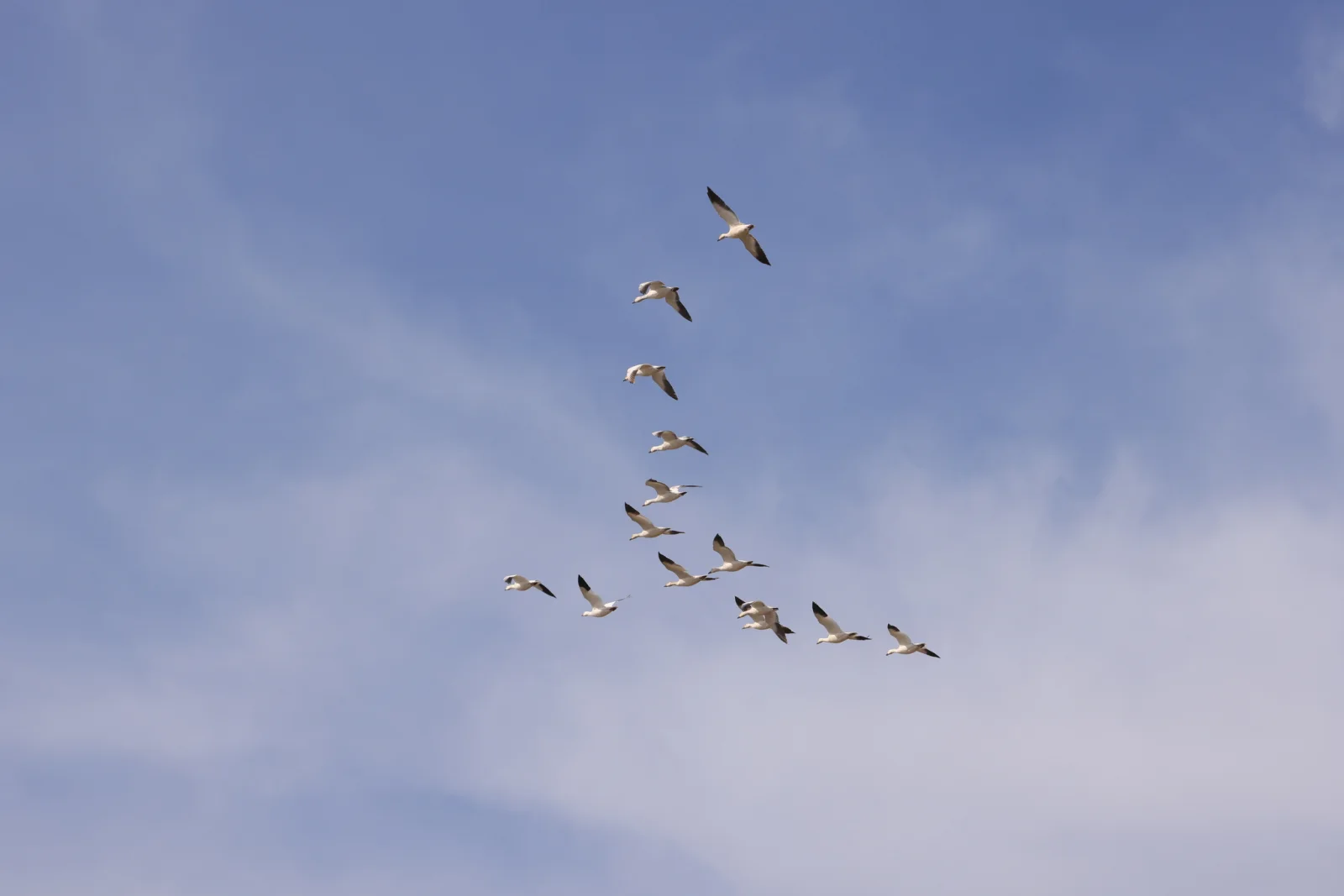 Snow Goose