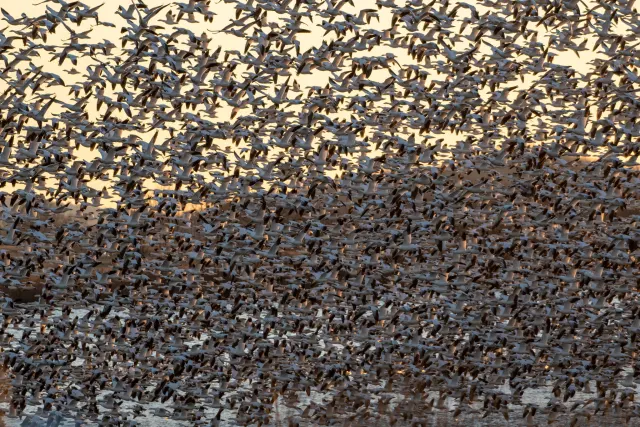 Snow Goose