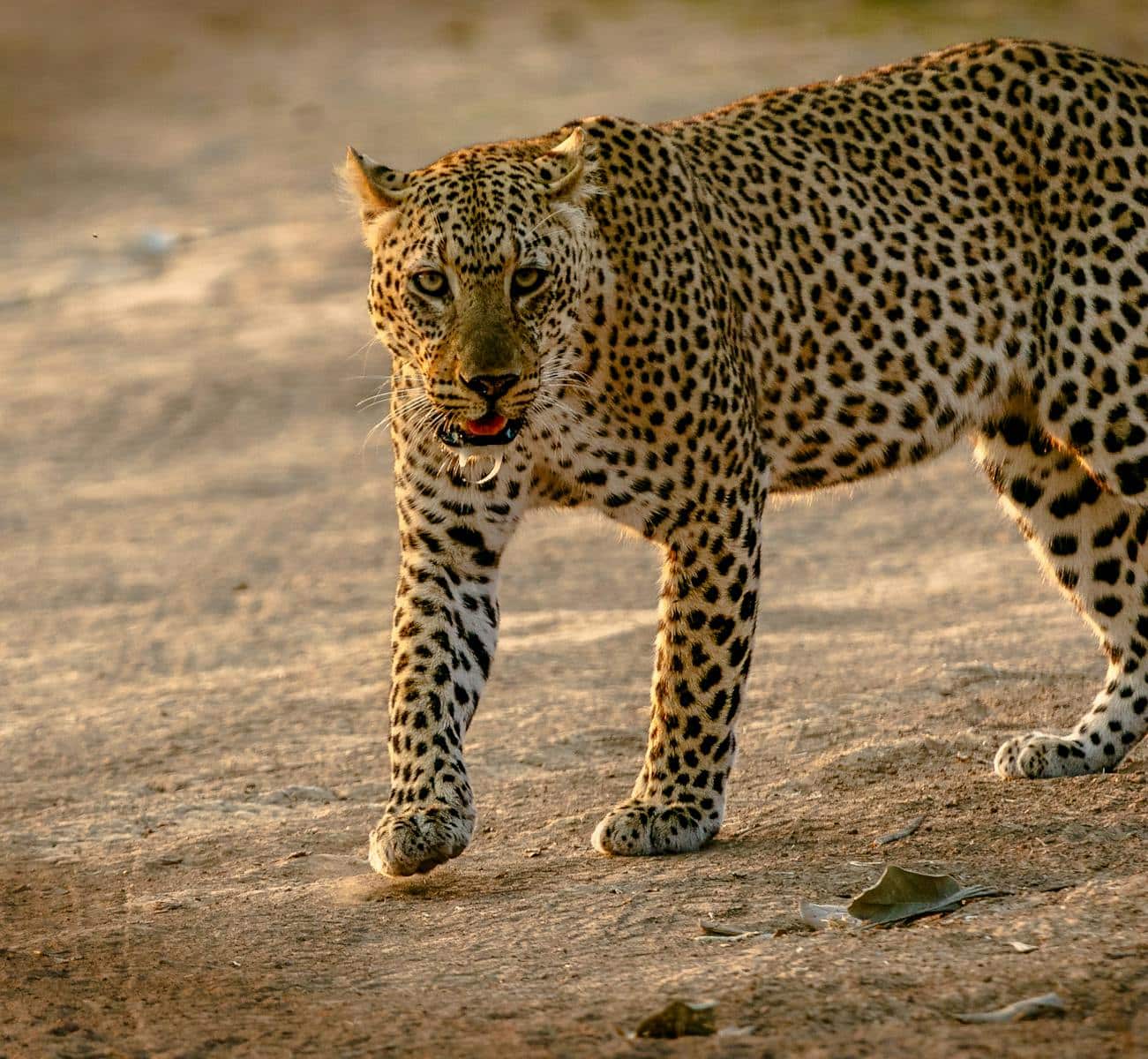 Beautiful leopard Beautiful leopard wallpapers 4k Luxurious