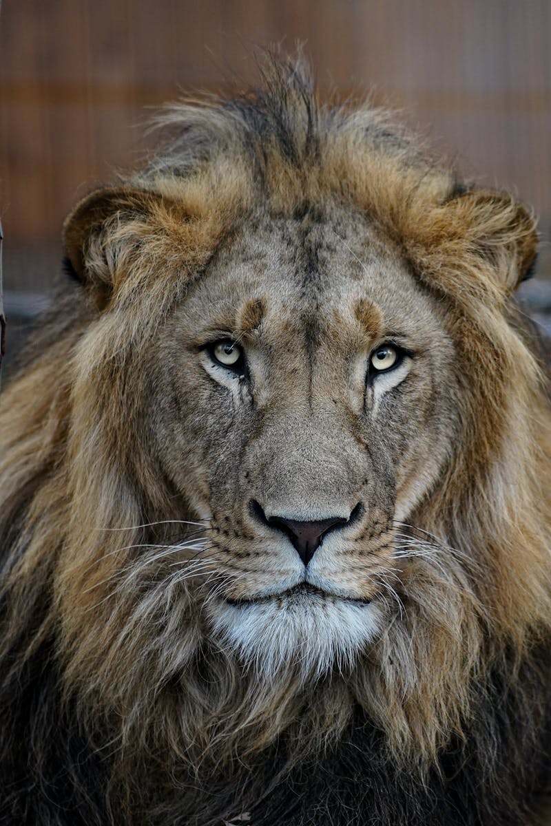 lion background 4k Luxurious Lion Wallpaper 4K – Royal Elegance for Your Screen