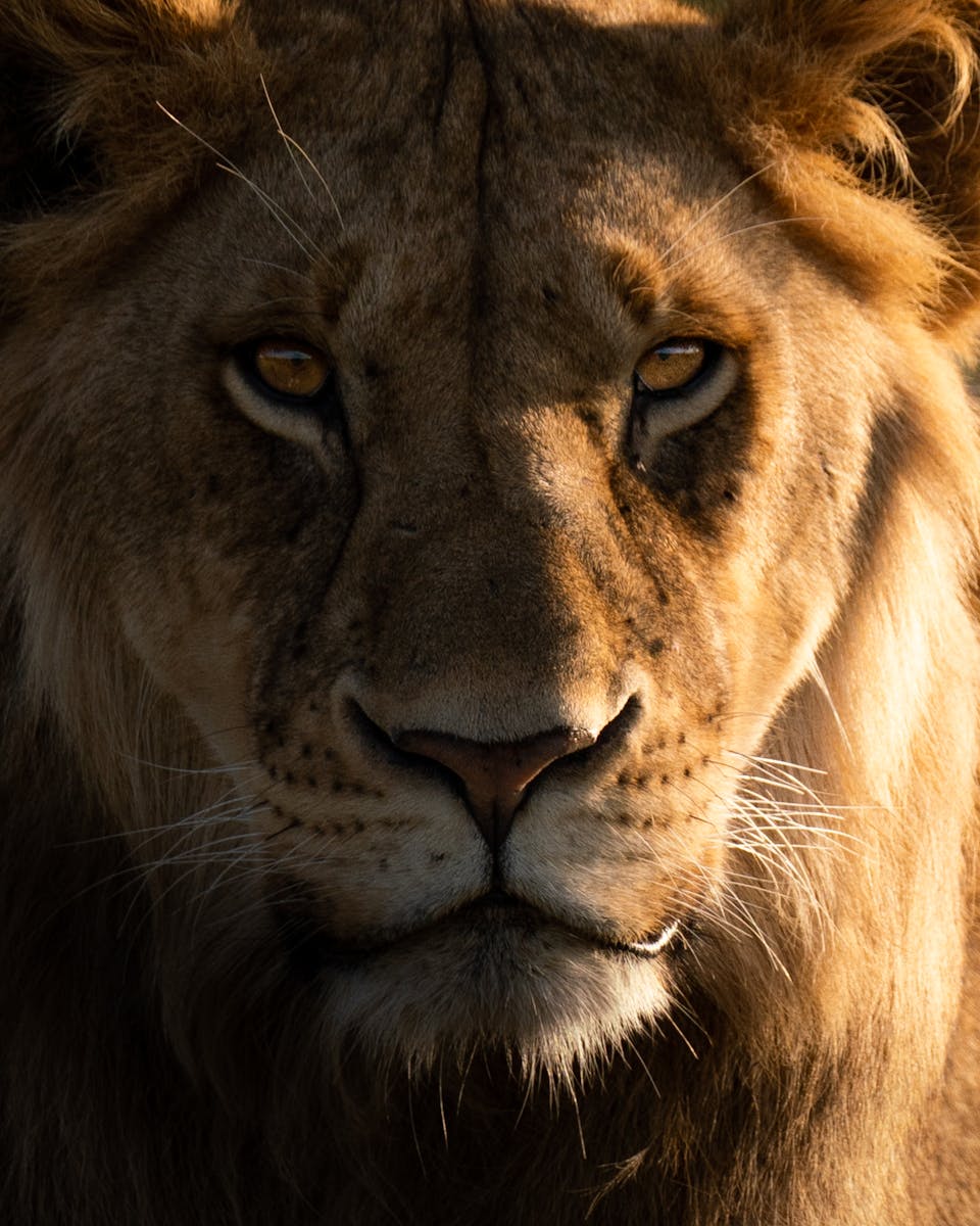 lion background 4k Luxurious Lion Wallpaper 4K – Royal Elegance for Your Screen