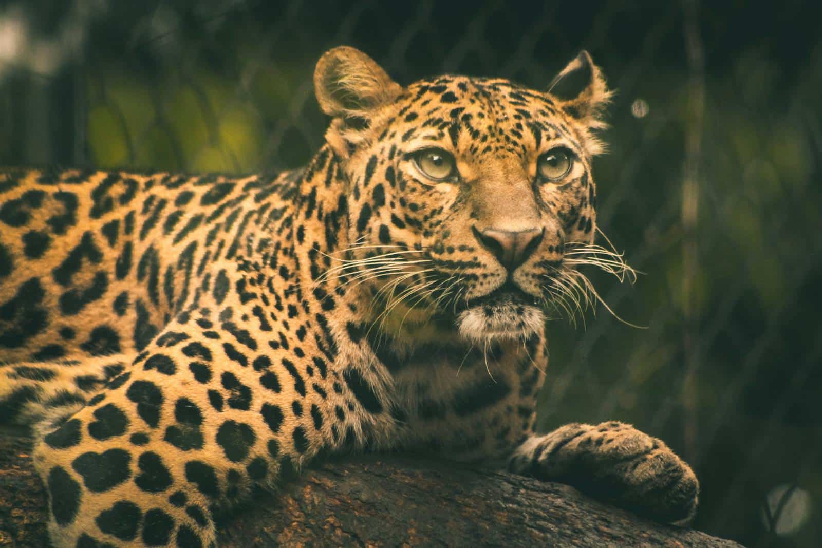 Beautiful leopard Beautiful leopard wallpapers 4k Luxurious
