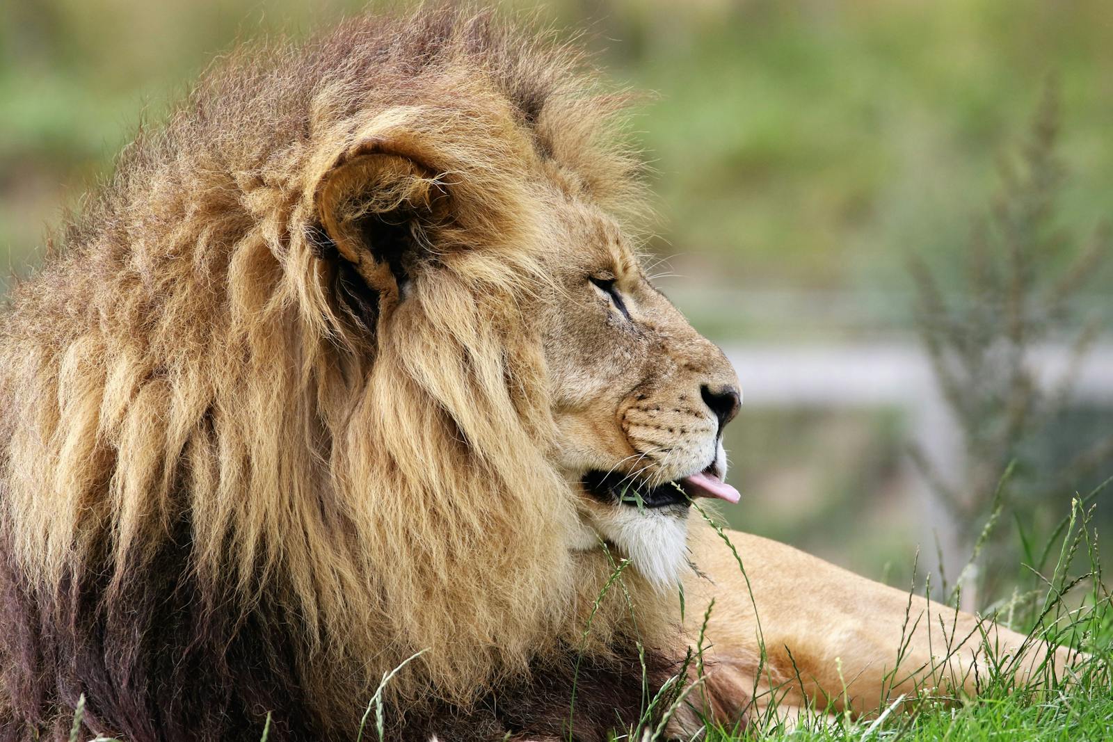 lion background 4k Luxurious Lion Wallpaper 4K – Royal Elegance for Your Screen