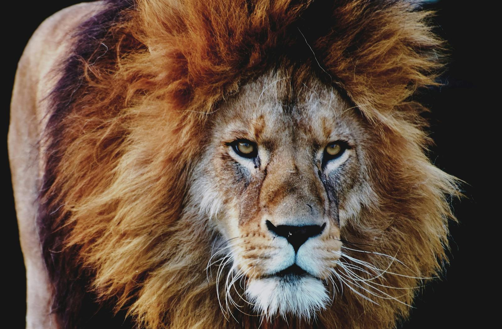 lion background 4k Luxurious Lion Wallpaper 4K – Royal Elegance for Your Screen