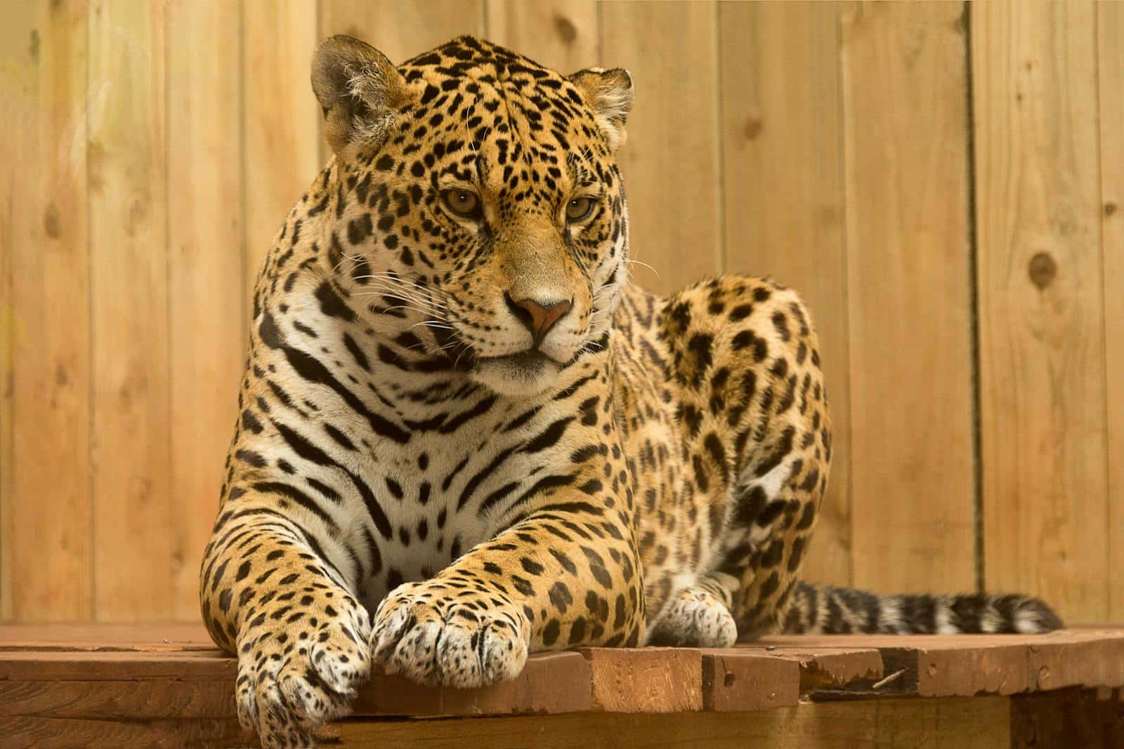 Beautiful leopard Beautiful leopard wallpapers 4k Luxurious