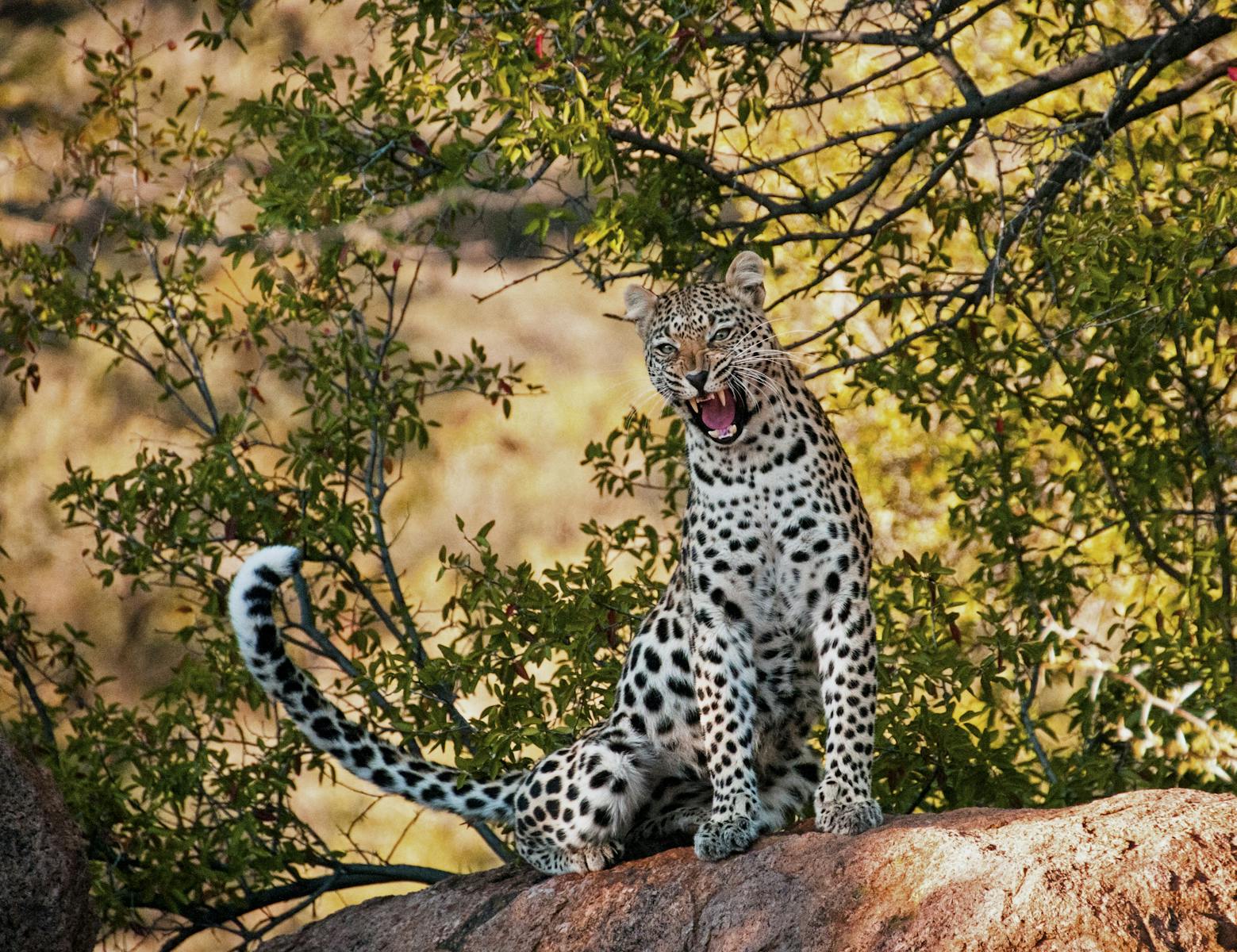 Beautiful leopard Beautiful leopard wallpapers 4k Luxurious