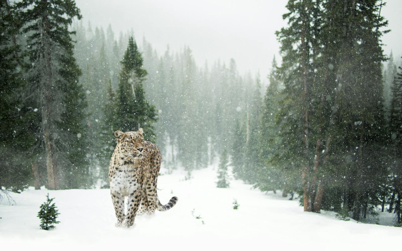 Beautiful leopard Beautiful leopard wallpapers 4k Luxurious