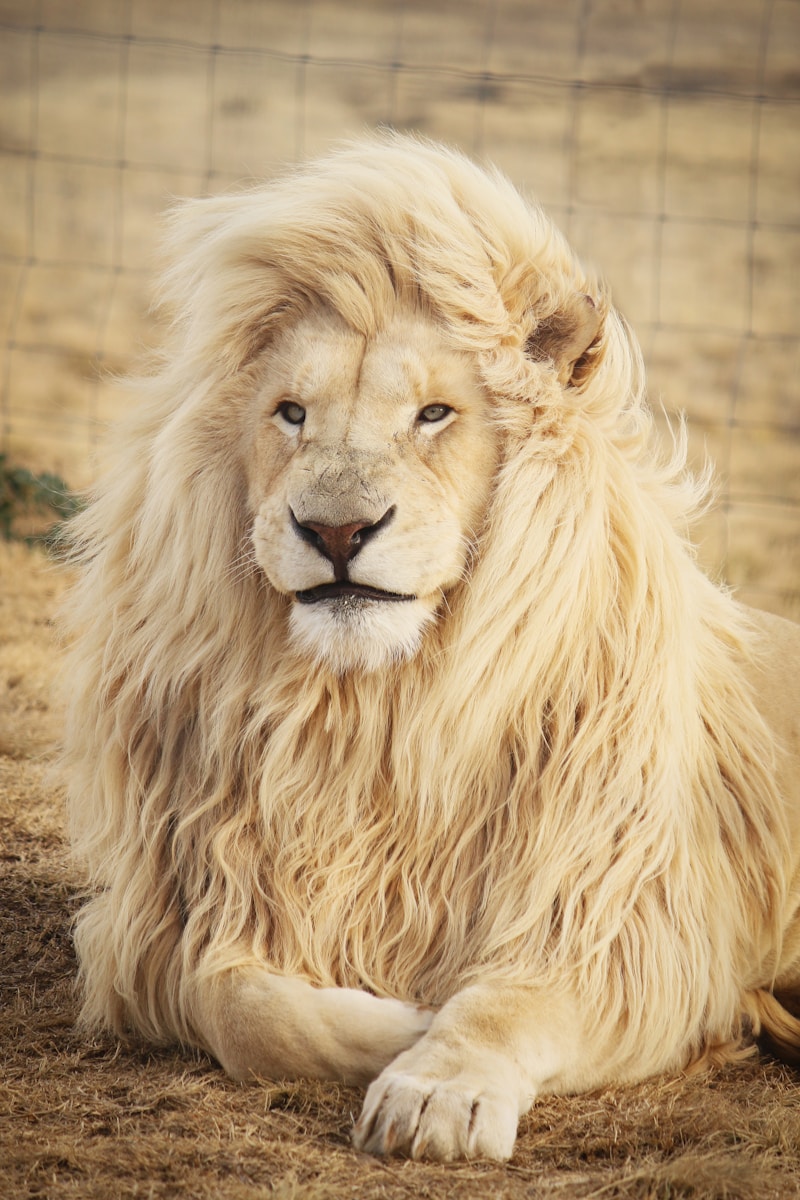 lion background 4k Luxurious Lion Wallpaper 4K – Royal Elegance for Your Screen