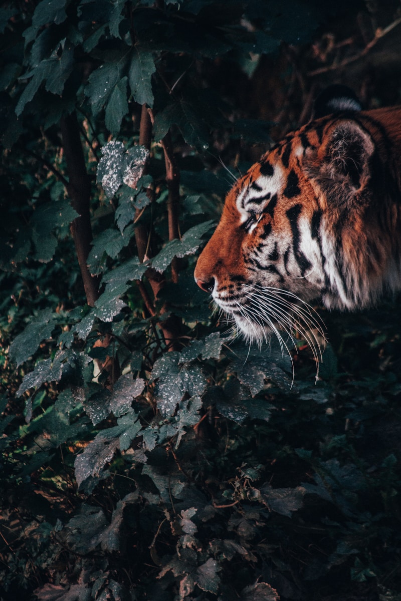 11 Elegant Tiger Images Elegant Tiger Images, Luxurious Tiger Wallpapers, Tiger Backgrounds HD, Tiger Wallpaper 4K, Wildlife Wallpapers Tiger Wallpapers - Free 4K & HD Luxurious Elegant Tiger Images Tiger Wallpapers - Free 4K & HD Luxurious