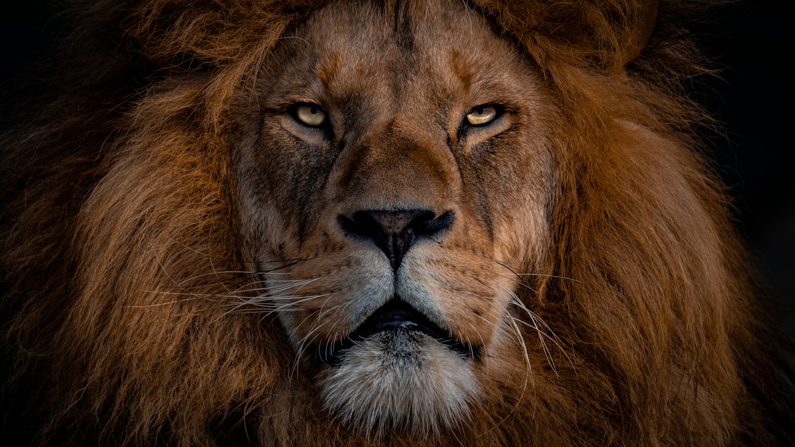 lion background 4k Luxurious Lion Wallpaper 4K – Royal Elegance for Your Screen