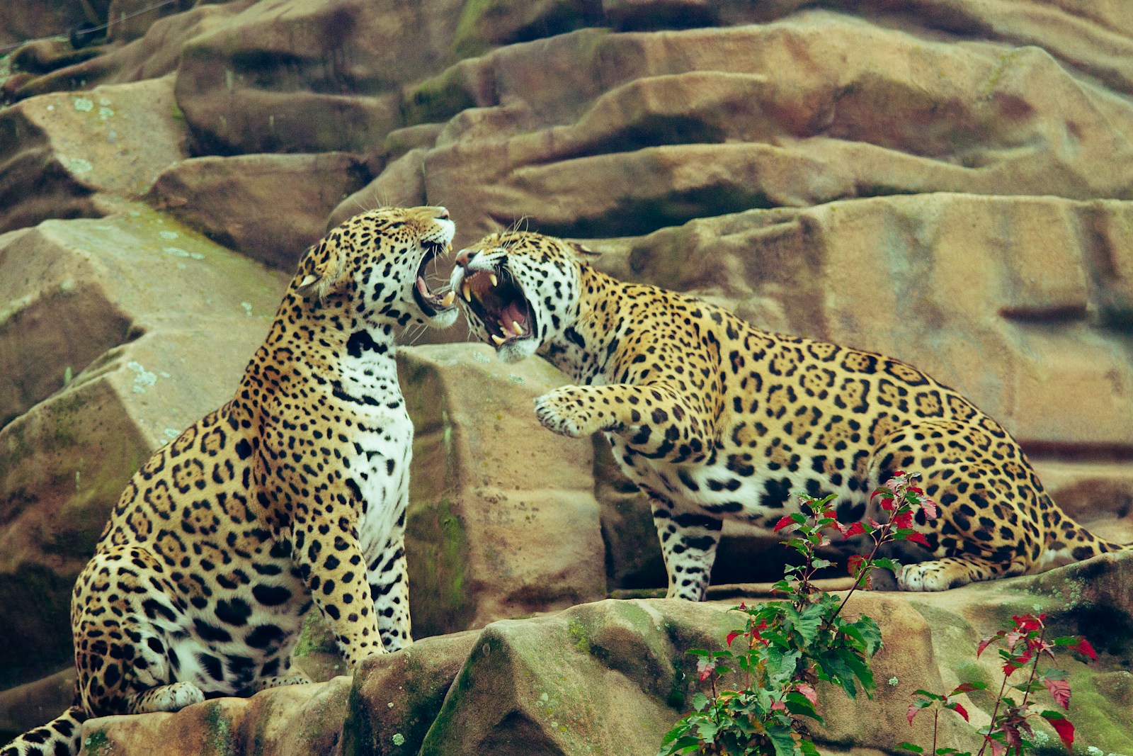 Beautiful leopard Beautiful leopard wallpapers 4k Luxurious