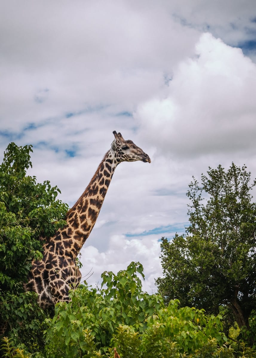 9 animal giraffe wallpapers animal giraffe wallpapers, giraffe 4K backgrounds, giraffe desktop background, giraffe phone wallpaper, giraffe Ultra HD wallpaper, giraffe wallpapers Beautiful Animal Giraffe 4k Ultra HD Wallpapers animal giraffe wallpapers Beautiful Animal Giraffe 4k Ultra HD Wallpapers