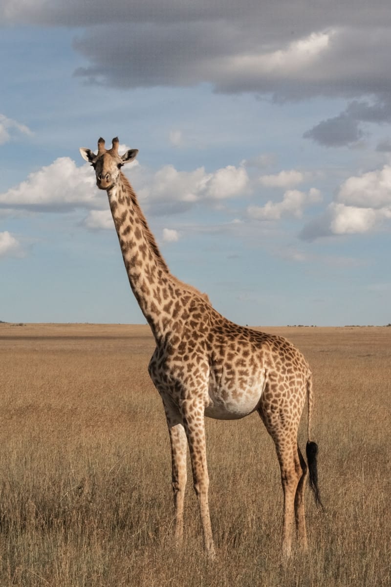 6 animal giraffe wallpapers animal giraffe wallpapers, giraffe 4K backgrounds, giraffe desktop background, giraffe phone wallpaper, giraffe Ultra HD wallpaper, giraffe wallpapers Beautiful Animal Giraffe 4k Ultra HD Wallpapers animal giraffe wallpapers Beautiful Animal Giraffe 4k Ultra HD Wallpapers
