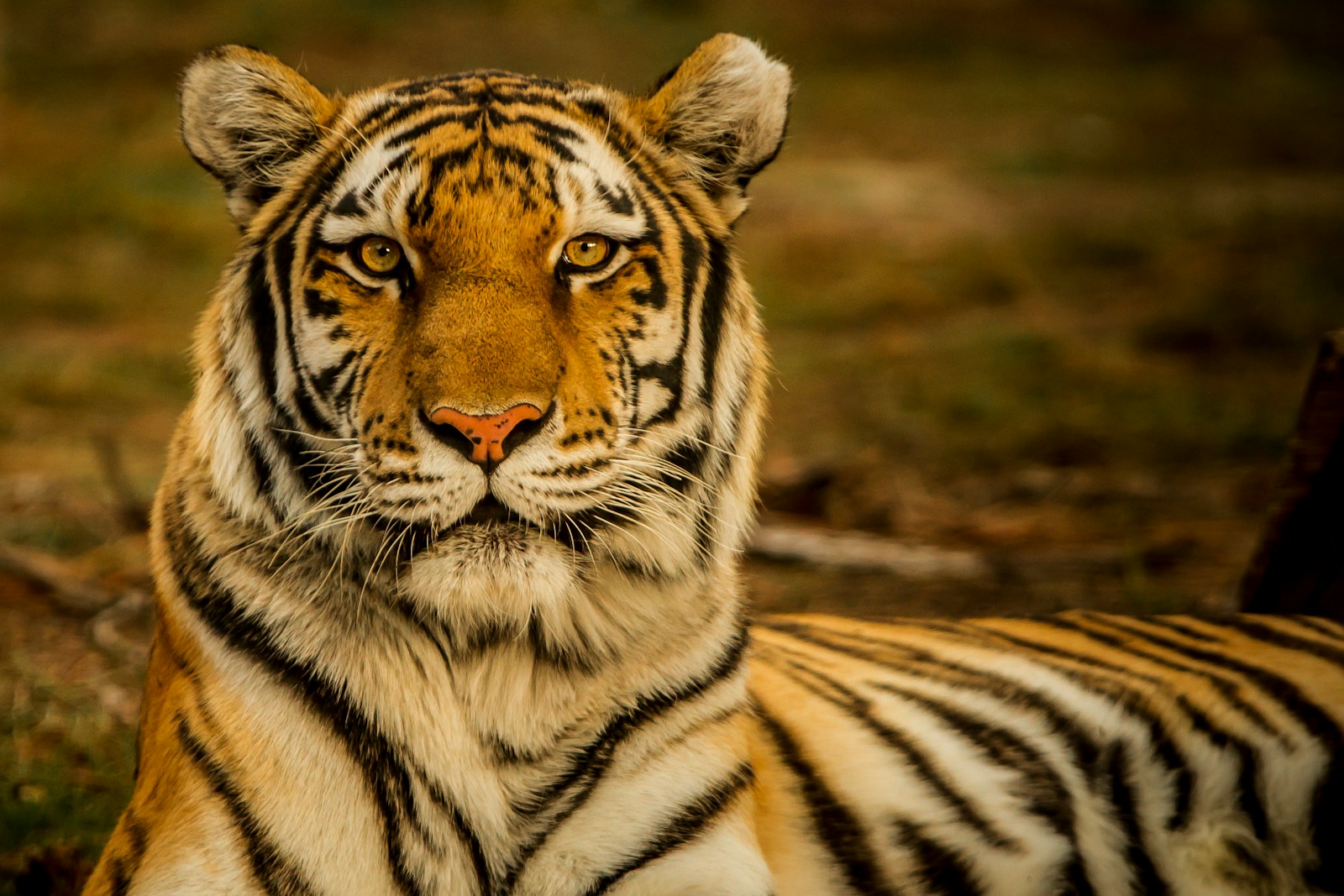 13 Elegant Tiger Images Elegant Tiger Images, Luxurious Tiger Wallpapers, Tiger Backgrounds HD, Tiger Wallpaper 4K, Wildlife Wallpapers Tiger Wallpapers - Free 4K & HD Luxurious Elegant Tiger Images Tiger Wallpapers - Free 4K & HD Luxurious