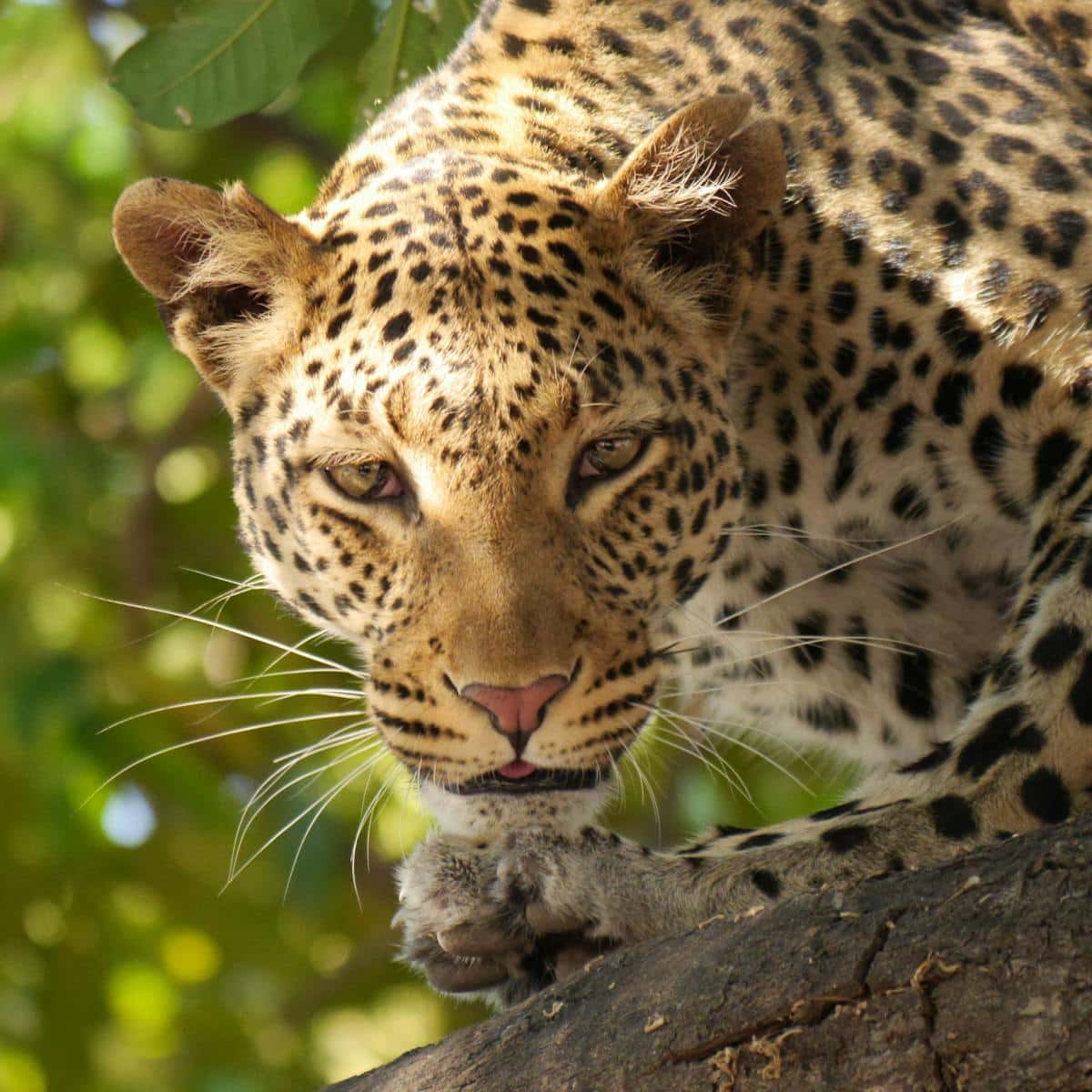 Beautiful leopard Beautiful leopard wallpapers 4k Luxurious