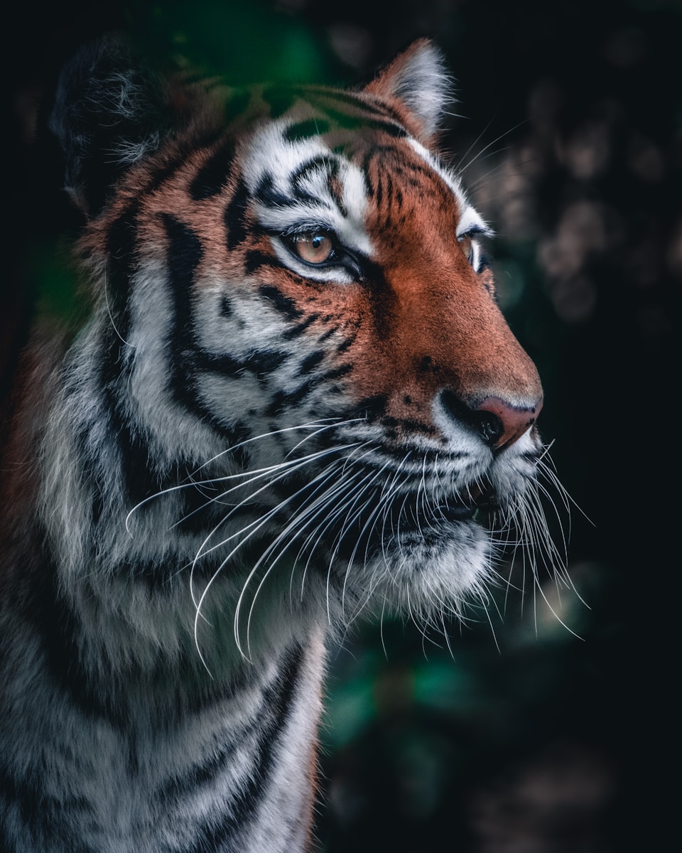 16 Elegant Tiger Images Elegant Tiger Images, Luxurious Tiger Wallpapers, Tiger Backgrounds HD, Tiger Wallpaper 4K, Wildlife Wallpapers Tiger Wallpapers - Free 4K & HD Luxurious Elegant Tiger Images Tiger Wallpapers - Free 4K & HD Luxurious