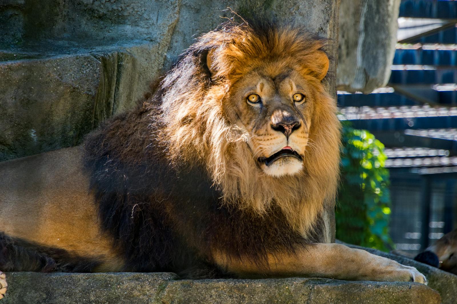 lion background 4k Luxurious Lion Wallpaper 4K – Royal Elegance for Your Screen