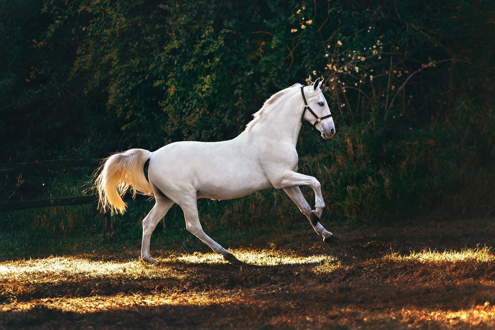 15 Horse Horse, Wallpaper 4K, White Horse, White Wallpaper 4K White Horse Wallpaper 4K Horse White Horse Wallpaper 4K