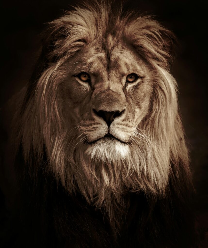 lion background 4k Luxurious Lion Wallpaper 4K – Royal Elegance for Your Screen