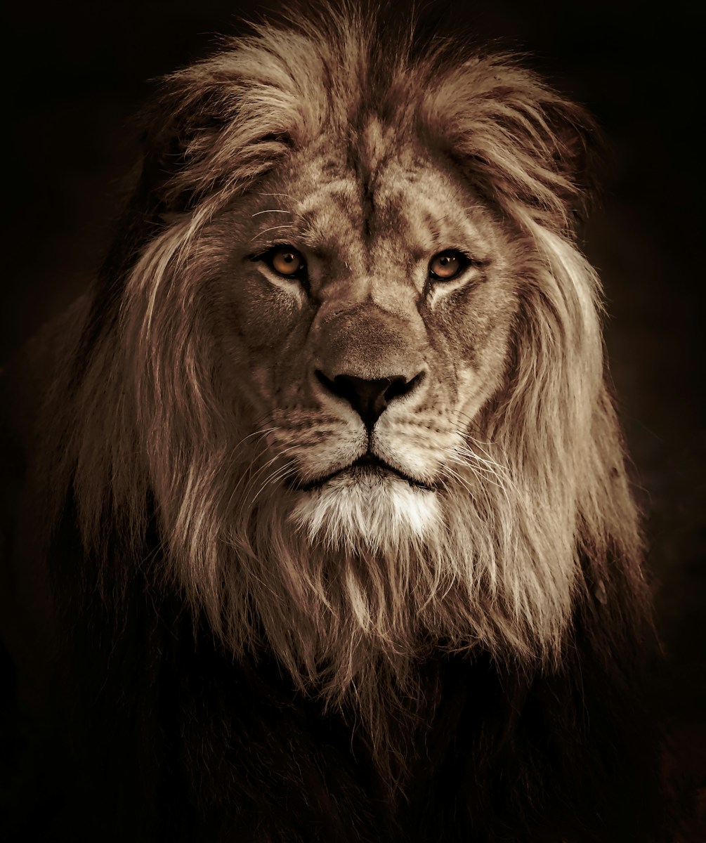 lion background 4k Luxurious Lion Wallpaper 4K – Royal Elegance for Your Screen