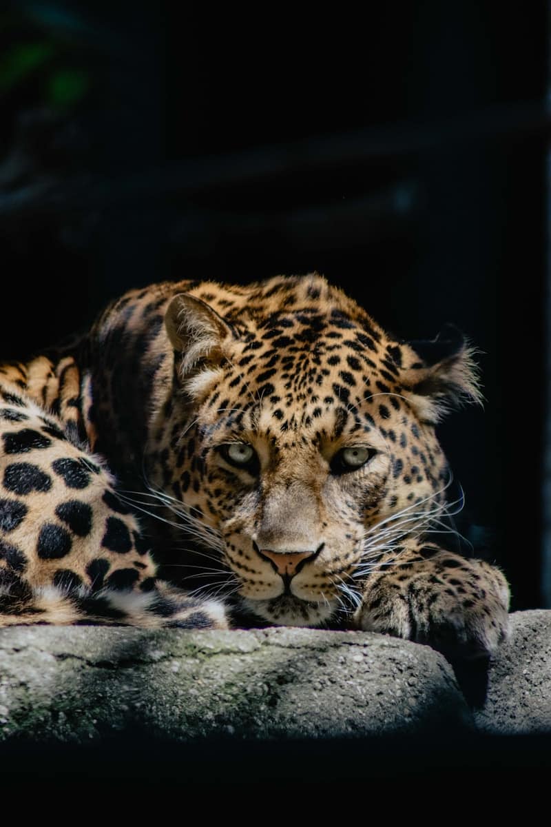 Beautiful leopard Beautiful leopard wallpapers 4k Luxurious