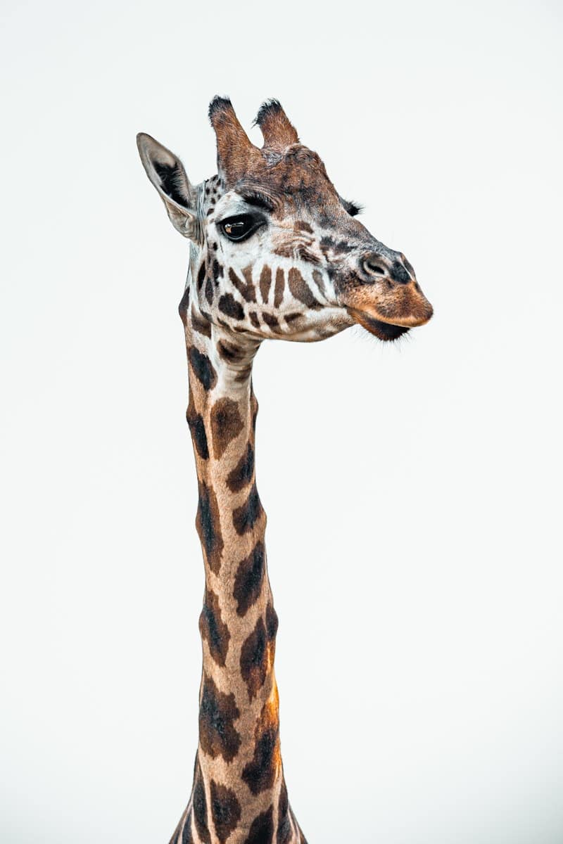 10 animal giraffe wallpapers animal giraffe wallpapers, giraffe 4K backgrounds, giraffe desktop background, giraffe phone wallpaper, giraffe Ultra HD wallpaper, giraffe wallpapers Beautiful Animal Giraffe 4k Ultra HD Wallpapers a close up of a giraffe's head and neck