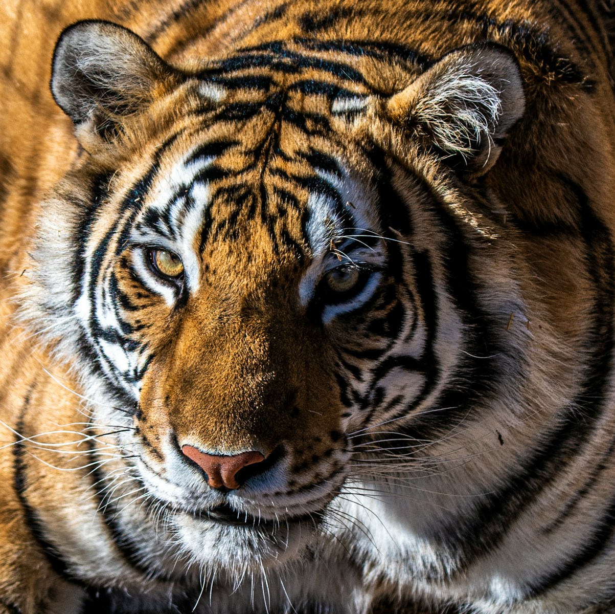 6 Elegant Tiger Images Elegant Tiger Images, Luxurious Tiger Wallpapers, Tiger Backgrounds HD, Tiger Wallpaper 4K, Wildlife Wallpapers Tiger Wallpapers - Free 4K & HD Luxurious Elegant Tiger Images Tiger Wallpapers - Free 4K & HD Luxurious