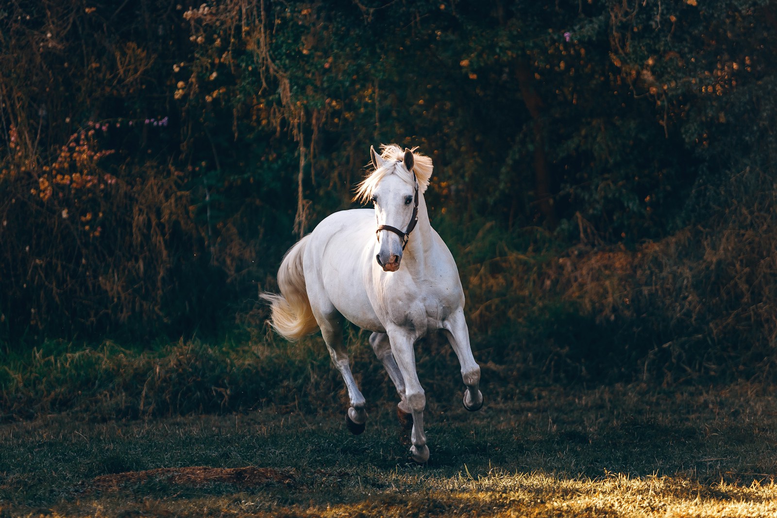 17 Horse Horse, Wallpaper 4K, White Horse, White Wallpaper 4K White Horse Wallpaper 4K Horse White Horse Wallpaper 4K
