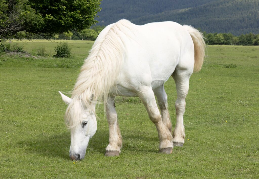 Horse White Horse Wallpaper 4K