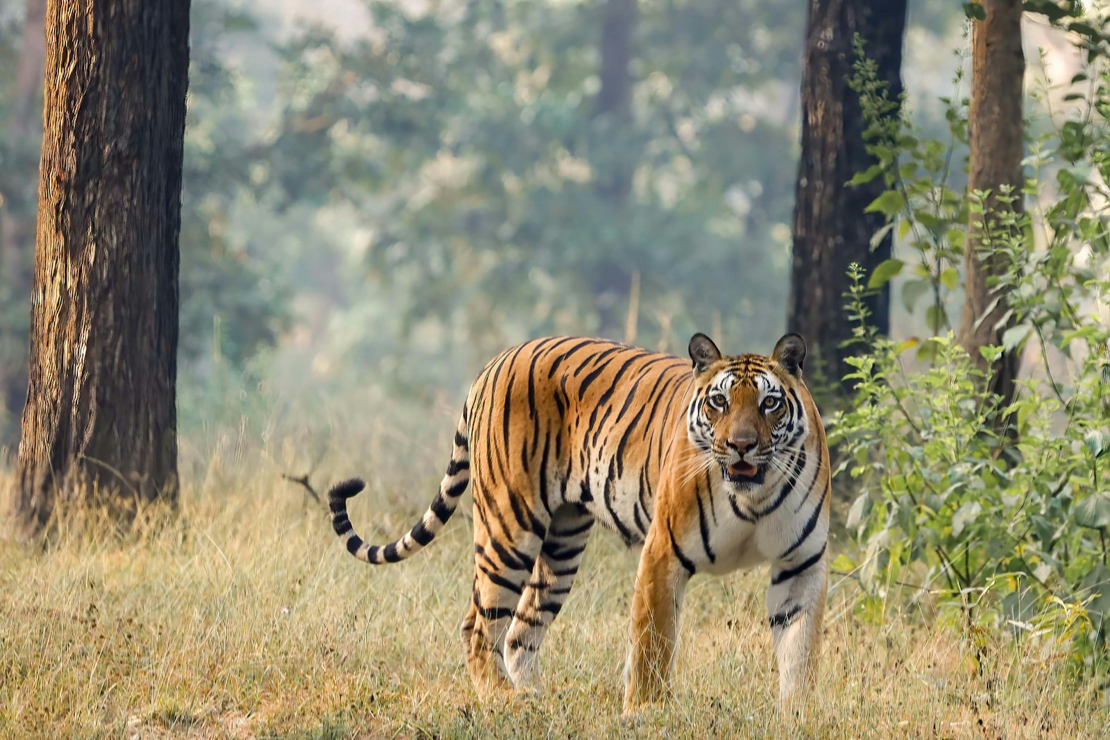 2 Elegant Tiger Images Elegant Tiger Images, Luxurious Tiger Wallpapers, Tiger Backgrounds HD, Tiger Wallpaper 4K, Wildlife Wallpapers Tiger Wallpapers - Free 4K & HD Luxurious Elegant Tiger Images Tiger Wallpapers - Free 4K & HD Luxurious