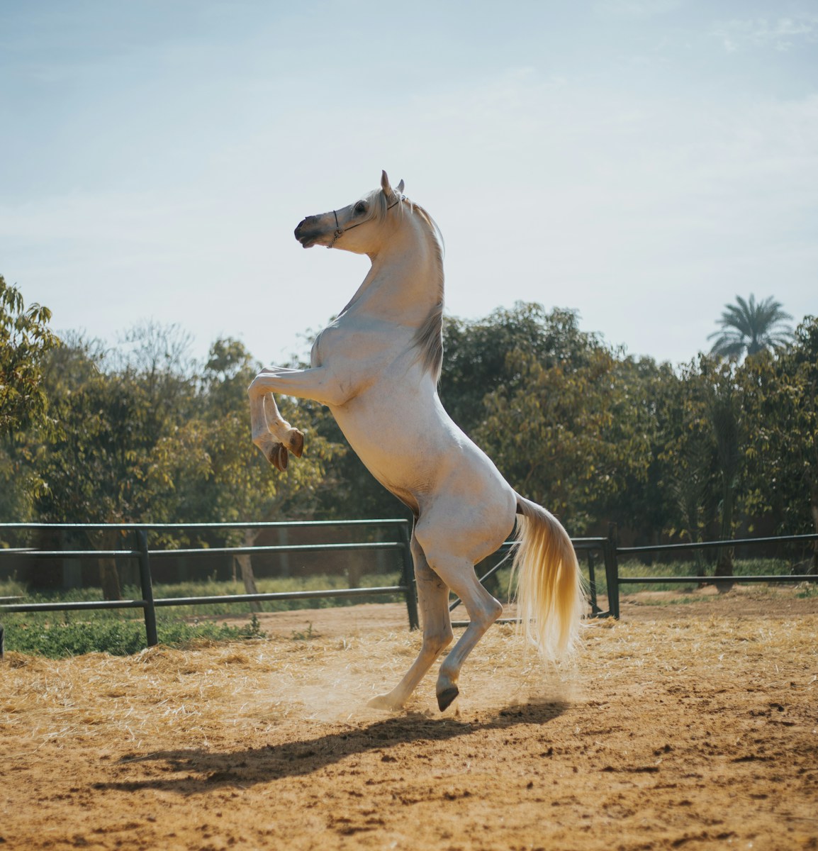 8 Horse Horse, Wallpaper 4K, White Horse, White Wallpaper 4K White Horse Wallpaper 4K Horse White Horse Wallpaper 4K