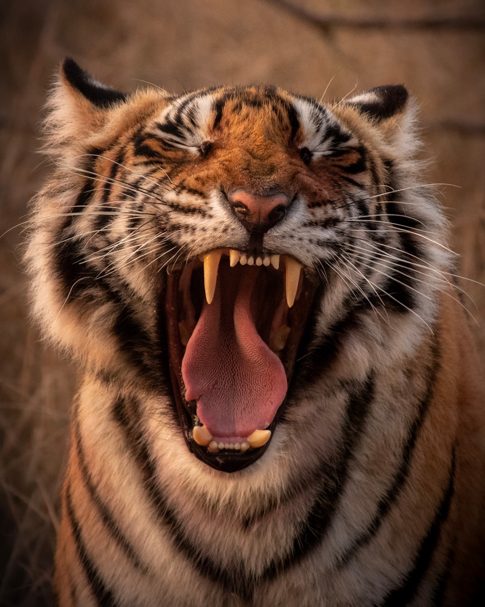 18 Elegant Tiger Images Elegant Tiger Images, Luxurious Tiger Wallpapers, Tiger Backgrounds HD, Tiger Wallpaper 4K, Wildlife Wallpapers Tiger Wallpapers - Free 4K & HD Luxurious Elegant Tiger Images Tiger Wallpapers - Free 4K & HD Luxurious