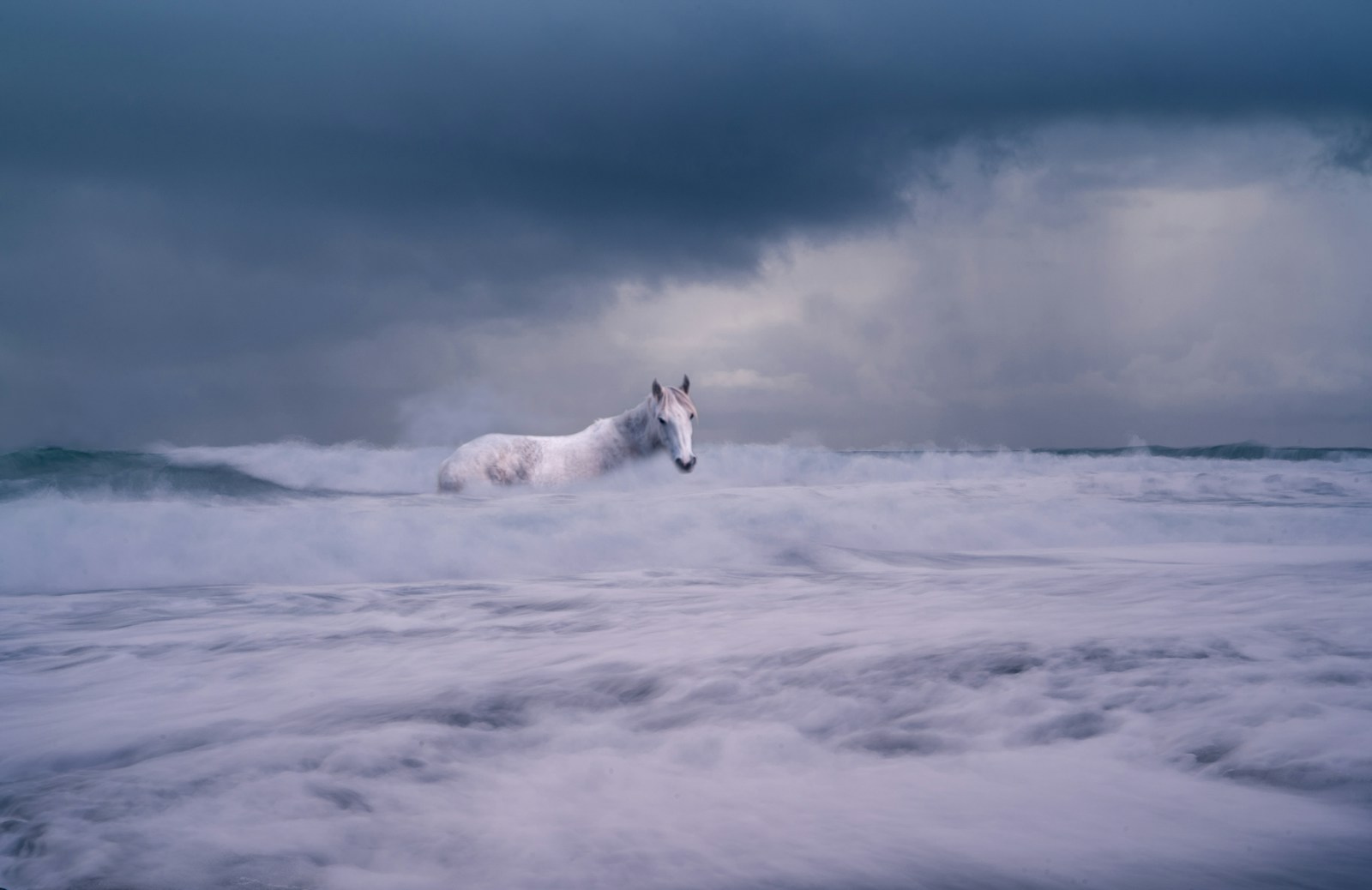 6 Horse Horse, Wallpaper 4K, White Horse, White Wallpaper 4K White Horse Wallpaper 4K Horse White Horse Wallpaper 4K