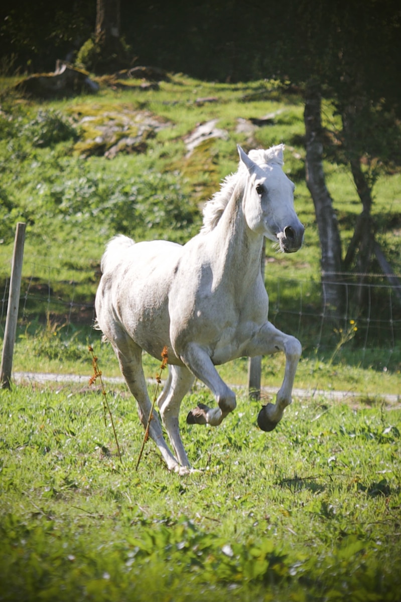 1 Horse Horse, Wallpaper 4K, White Horse, White Wallpaper 4K White Horse Wallpaper 4K White Horse Wallpaper 4K
