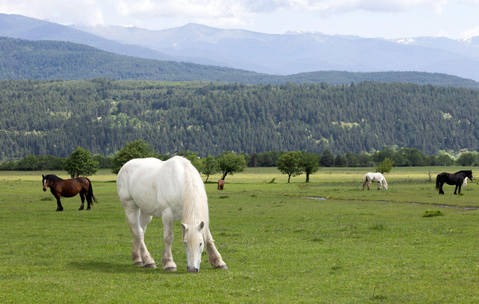 10 Horse Horse, Wallpaper 4K, White Horse, White Wallpaper 4K White Horse Wallpaper 4K Horse White Horse Wallpaper 4K