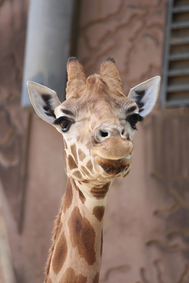8 animal giraffe wallpapers animal giraffe wallpapers, giraffe 4K backgrounds, giraffe desktop background, giraffe phone wallpaper, giraffe Ultra HD wallpaper, giraffe wallpapers Beautiful Animal Giraffe 4k Ultra HD Wallpapers animal giraffe wallpapers Beautiful Animal Giraffe 4k Ultra HD Wallpapers